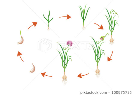 Garlic growth cycle. Vector illustration of bulbous plant development infographic. Sequential process of growing leafy vegetables Garlic growth cycle. Vector illustration of bulbous plant development infographic. Sequential process of growing leafy vegetables 100975755