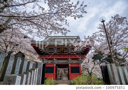 Cherry blossom scenery of Amabiki Kannon in spring, Sakuragawa City, Ibaraki Prefecture 100975851