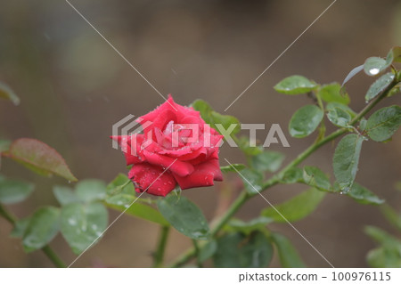 被雨水浸濕的玫瑰, 被雨水浸濕的玫瑰, 100976115