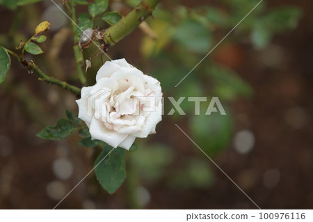 被雨水浸濕的玫瑰, 被雨水浸濕的玫瑰, 100976116