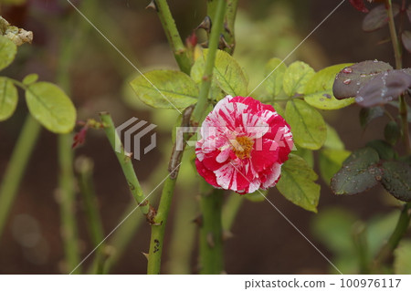 rain-soaked roses, rain-soaked roses, 100976117