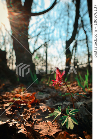 Red Hollow Larkspur Corydalis Cava 100976137