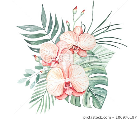 Bouquet with pink orchids and tropical leaves. Watercolor on white background 100976197