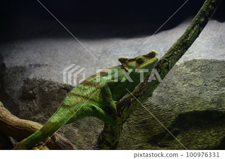 變色龍在樹枝上休息 100976331