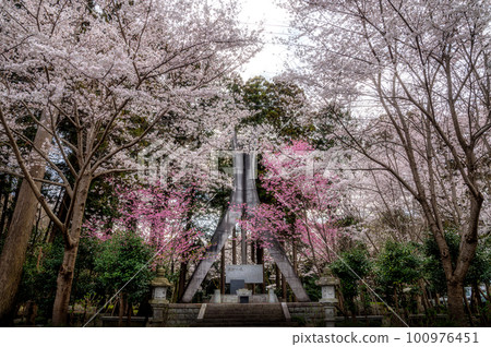 茨城縣水戶市櫻花山盛開的櫻花 100976451