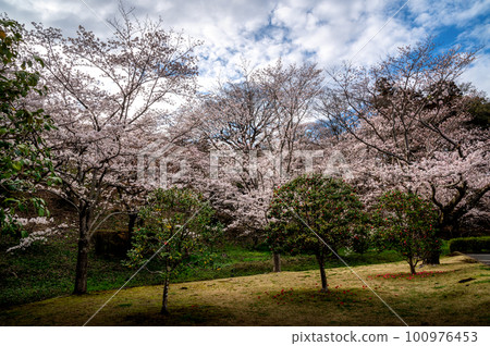 Cherry blossoms in full bloom on Mt. Sakura in Mito City, Ibaraki Prefecture 100976453