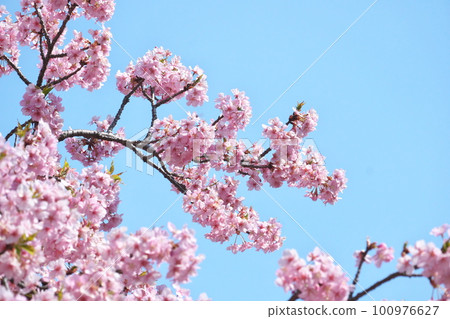 Kawazu cherry tree in full bloom shining in the blue sky 100976627