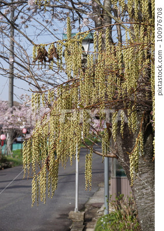菊苣花 菊苣花 100976708
