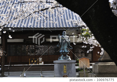 櫻花盛開的墨染寺 櫻花盛開的墨染寺 100976775