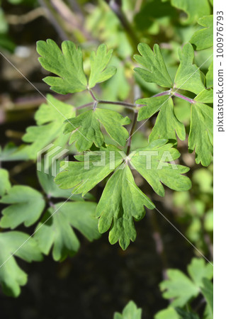 Common columbine 100976793