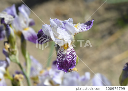 Miniature Tall Bearded Iris Scrambled Miniature Tall Bearded Iris Scrambled 100976799