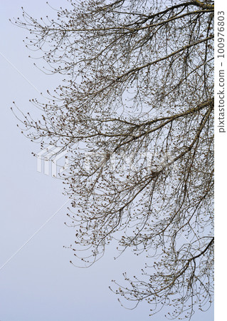 Boxelder maple 100976803