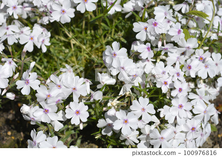 Amazing Grace Creeping Phlox Amazing Grace Creeping Phlox 100976816