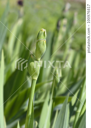 Tall bearded iris Royal Regency Tall bearded iris Royal Regency 100976817
