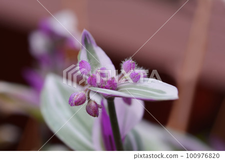 Variegated Flowering inch plant 100976820