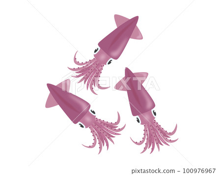 Firefly squid, a specialty of Toyama 100976967