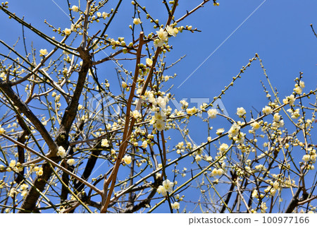 White plum shining in the blue sky 100977166