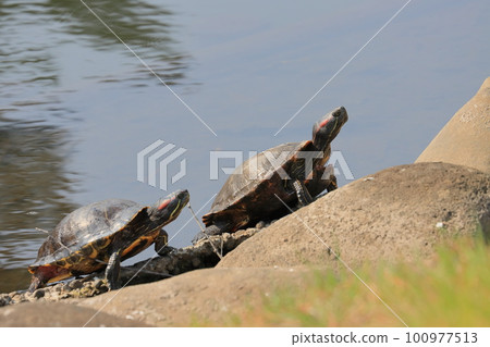 Turtle drying its shell Red-eared Slider 100977513