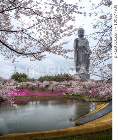 茨城縣牛久市 牛久大佛 櫻花和苔蘚福祿考的合作 茨城縣牛久市 牛久大佛 櫻花和苔蘚福祿考的合作 100977939