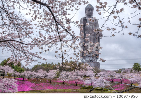 Ushiku City, Ibaraki Prefecture Ushiku Great Buddha Collaboration of cherry blossoms and moss phlox Ushiku City, Ibaraki Prefecture Ushiku Great Buddha Collaboration of cherry blossoms and moss phlox 100977950