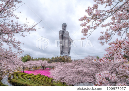 茨城縣牛久市 牛久大佛 櫻花和苔蘚福祿考的合作 茨城縣牛久市 牛久大佛 櫻花和苔蘚福祿考的合作 100977957