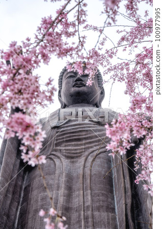 Ushiku City, Ibaraki Prefecture Ushiku Great Buddha Collaboration of cherry blossoms and moss phlox Ushiku City, Ibaraki Prefecture Ushiku Great Buddha Collaboration of cherry blossoms and moss phlox 100977995