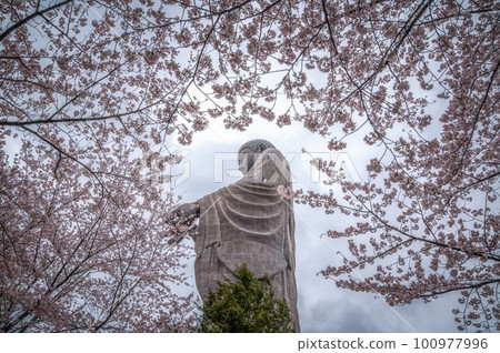 Ushiku City, Ibaraki Prefecture Ushiku Great Buddha Collaboration of cherry blossoms and moss phlox Ushiku City, Ibaraki Prefecture Ushiku Great Buddha Collaboration of cherry blossoms and moss phlox 100977996