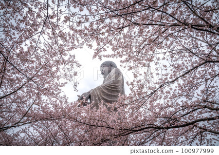 Ushiku City, Ibaraki Prefecture Ushiku Great Buddha Collaboration of cherry blossoms and moss phlox Ushiku City, Ibaraki Prefecture Ushiku Great Buddha Collaboration of cherry blossoms and moss phlox 100977999