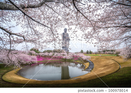 Ushiku City, Ibaraki Prefecture Ushiku Great Buddha Collaboration of cherry blossoms and moss phlox Ushiku City, Ibaraki Prefecture Ushiku Great Buddha Collaboration of cherry blossoms and moss phlox 100978014