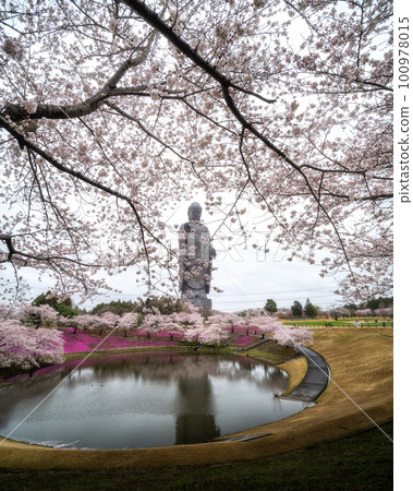 茨城縣牛久市 牛久大佛 櫻花和苔蘚福祿考的合作 茨城縣牛久市 牛久大佛 櫻花和苔蘚福祿考的合作 100978015