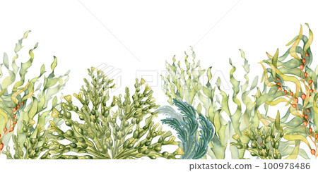 Seamless banner of colorful sea plants watercolor illustration isolated on white. 100978486