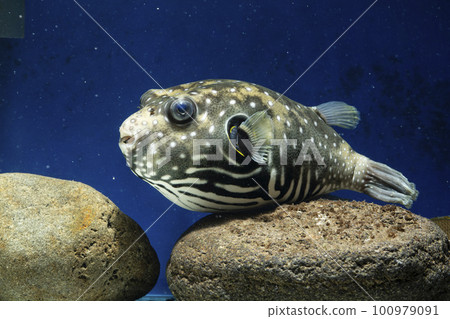 河豚 白斑河豚 鹹水魚 游泳魚 白斑河豚 河豚 100979091