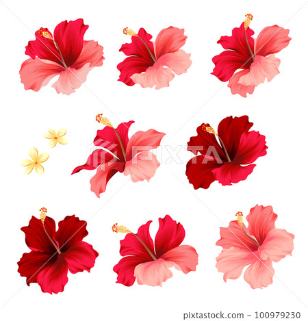 hibiscus vector aloha material, 100979230