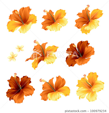 hibiscus vector aloha material, hibiscus vector aloha material, 100979234