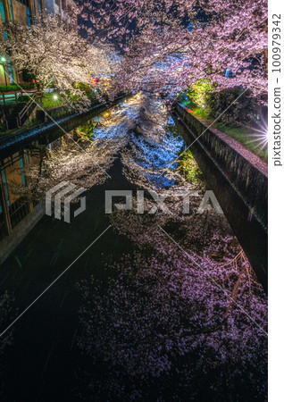 Tsuchiura City, Ibaraki Prefecture Lighting up the cherry blossoms at the Tsuchiura Sakura Festival Tsuchiura City, Ibaraki Prefecture Lighting up the cherry blossoms at the Tsuchiura Sakura Festival 100979342