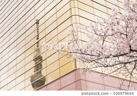 櫻花和東京天空樹 櫻花和東京天空樹 100979684