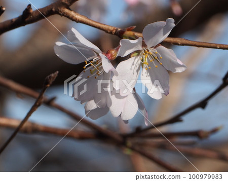 沐浴在春天的天空和朝陽中的三輪櫻花(野上地區的櫻花) 沐浴在春天的天空和朝陽中的三輪櫻花(野上地區的櫻花) 100979983