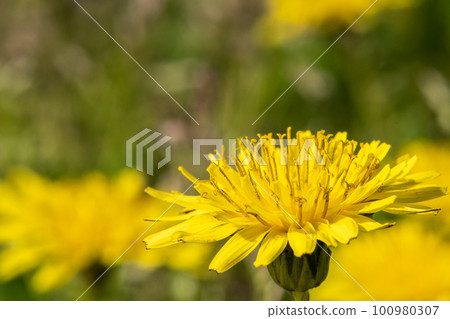Dandelion yellow flowers blooming in the field Dandelion yellow flowers blooming in the field 100980307