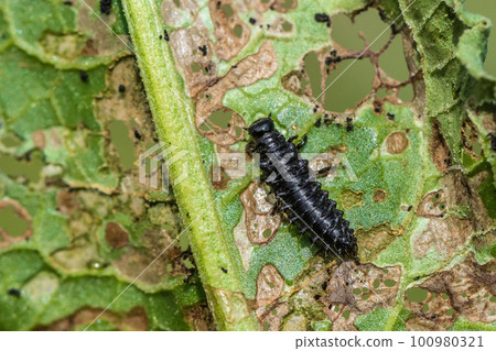 Larva beetle larva 100980321