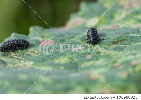 幼蟲甲蟲幼蟲 100980325