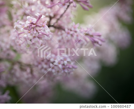 Spring background with blossom branches of pink lilac on blurred backdrop. Toning in dark colors. Spring background with blossom branches of pink lilac on blurred backdrop. Toning in dark colors. 100980487