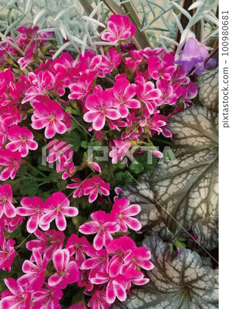pelargonium 100980681