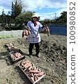 Harvest of sweet potato 100980852