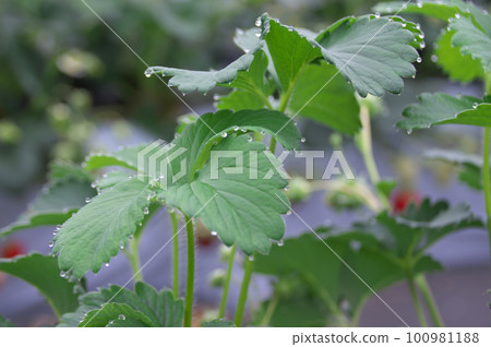 strawberry leaf water 100981188