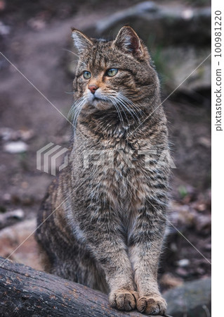 European wild cat, Felis silvestris European wild cat, Felis silvestris 100981220