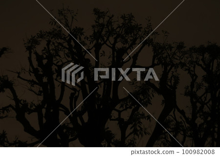 Tree silhouette on night sky background after rain Tree silhouette on night sky background after rain 100982008