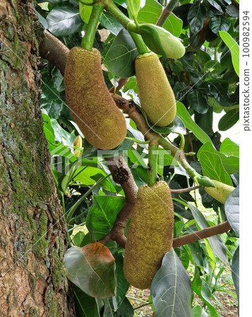 Jackfruits hanging on a tree 100982594
