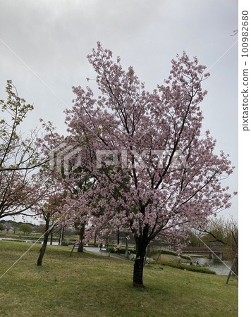 春天公園盛開的染井吉野櫻花 100982680