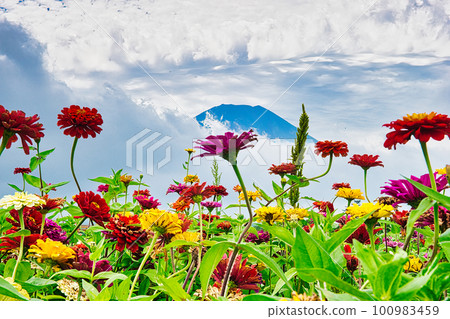 Landscape with red flowers, Mt.Fuji and clouds Landscape with red flowers, Mt.Fuji and clouds 100983459