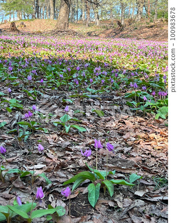 [Myoko City, Niigata Prefecture] Myoko Hidarekishinosato, a colony of erythronium erythronium in the Kannondaira burial mounds 100983678